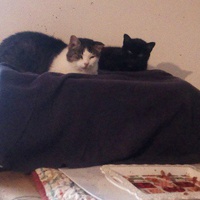 photo de livraison pour Marseille Animaux