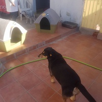 photo de livraison pour SOS Animaux Tunisie