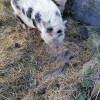 photo de livraison pour Au Bonheur Animal