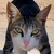 photo animal