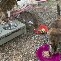 photo de livraison pour Les chats de chez nous