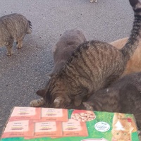 photo de livraison pour Les chats Port-Saint-Louisiens