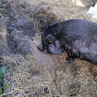 photo de livraison pour Au Bonheur Animal