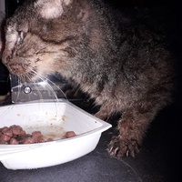 photo de livraison pour Une vie, Un chat