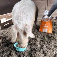 photo de livraison pour Chats Libres de Béziers