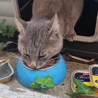photo de livraison pour A Pas De Chats