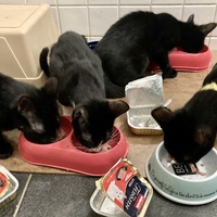 photo de livraison pour Association C.A.T.S. Chat Animal Terrien Solidarité