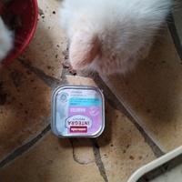 photo de livraison pour Chats Grains d'Amour