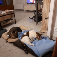 photo de livraison pour L'Arche des Amis à pattes