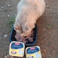 photo de livraison pour Les Chats-Pitresdelavi-Ste