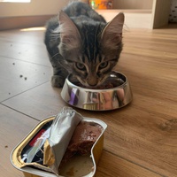 photo de livraison pour Les Chats de Condom 32