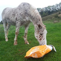 photo de livraison pour Happy Horse Day