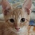 photo animal