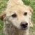 photo animal