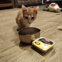 photo de livraison pour Chat L'Heureux Chat l'Ange et Cie