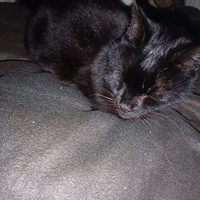 photo de livraison pour Protect Cat