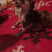photo de livraison pour A Toutes Pattes