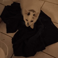 photo de livraison pour Le Gang des Matous