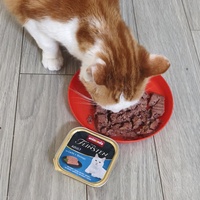 photo de livraison pour NAE-NUTTI - Les chats de la maison brûlée