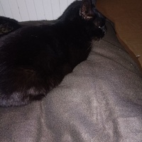 photo de livraison pour Protect Cat