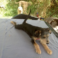 photo de livraison pour SOS Animal Tendresse