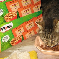 photo de livraison pour Jardin des Chats