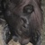 photo animal