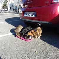 photo de livraison pour Les chats Port-Saint-Louisiens