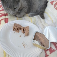 photo de livraison pour Les Chats de la Rue
