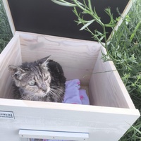 photo de livraison pour Chats Libres de Béziers