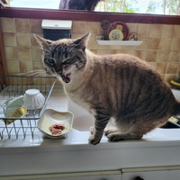 photo de livraison pour Chat de Gout'hier sans Toit
