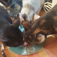 photo de livraison pour Ailes de Mitzie