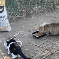photo de livraison pour Ecole du Chat des Alpilles
