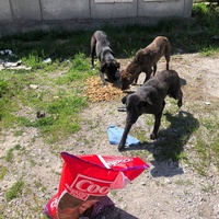 photo de livraison pour Mira Shorak Assante Di Capillo