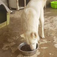 photo de livraison pour SOS Animaux Tunisie