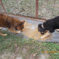 photo de livraison pour Pro Animals Finland ry