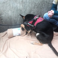 photo de livraison pour Help Doggy