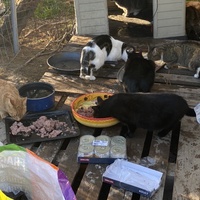 photo de livraison pour Les chats Port-Saint-Louisiens