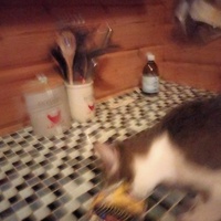 photo de livraison pour Chats errants du val du crenu