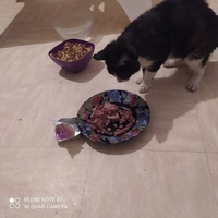 photo de livraison pour Protect Cat