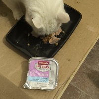 photo de livraison pour Trois P'tits Chats