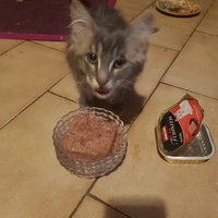 photo de livraison pour Des Cœurs pour les Pattes du 93