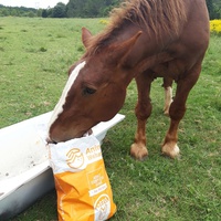 photo de livraison pour Happy Horse Day