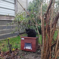 photo de livraison pour Chez Minou