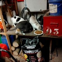 photo de livraison pour Sweety Pets