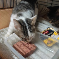 photo de livraison pour Les Chats de la Rue