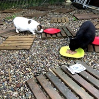 photo de livraison pour Les chats de chez nous