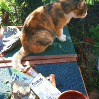 photo de livraison pour Amis des Chats de Port-Vendre