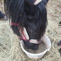 photo de livraison pour Equi-Libre : Droit à la Retraite Equine