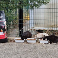 photo de livraison pour Castel Cats
